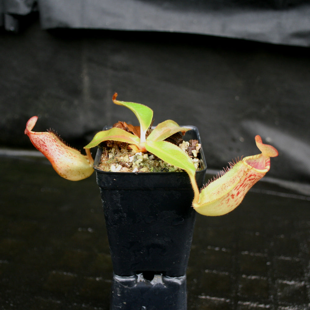 
                      
                        Nepenthes (spathulata x spectabilis) "BE Best" x veitchii "Pink Candy Cane", CAR-0052
                      
                    