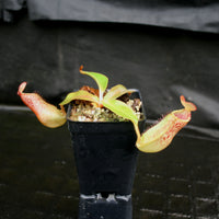 Nepenthes (spathulata x spectabilis) "BE Best" x veitchii "Pink Candy Cane", CAR-0052