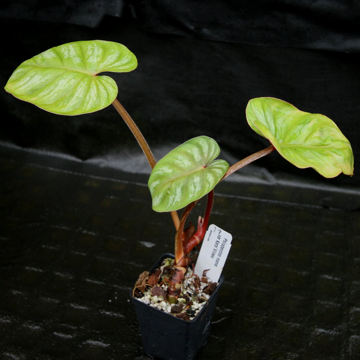 philodendron mamei variegated Philodendron mamei var Karol Villena – Carnivero