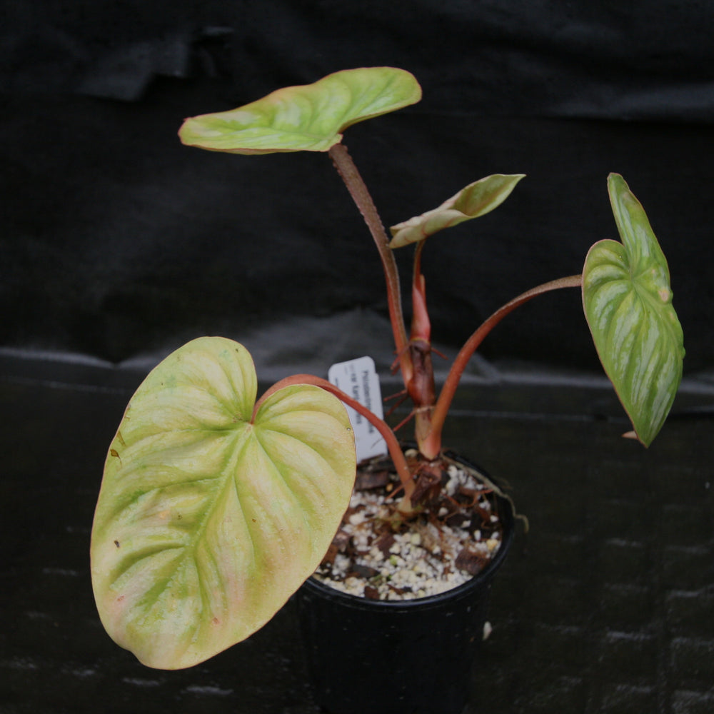 
                      
                        Philodendron mamei var Karol Villena
                      
                    