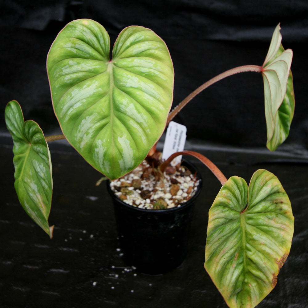 
                      
                        Philodendron mamei var Karol Villena
                      
                    