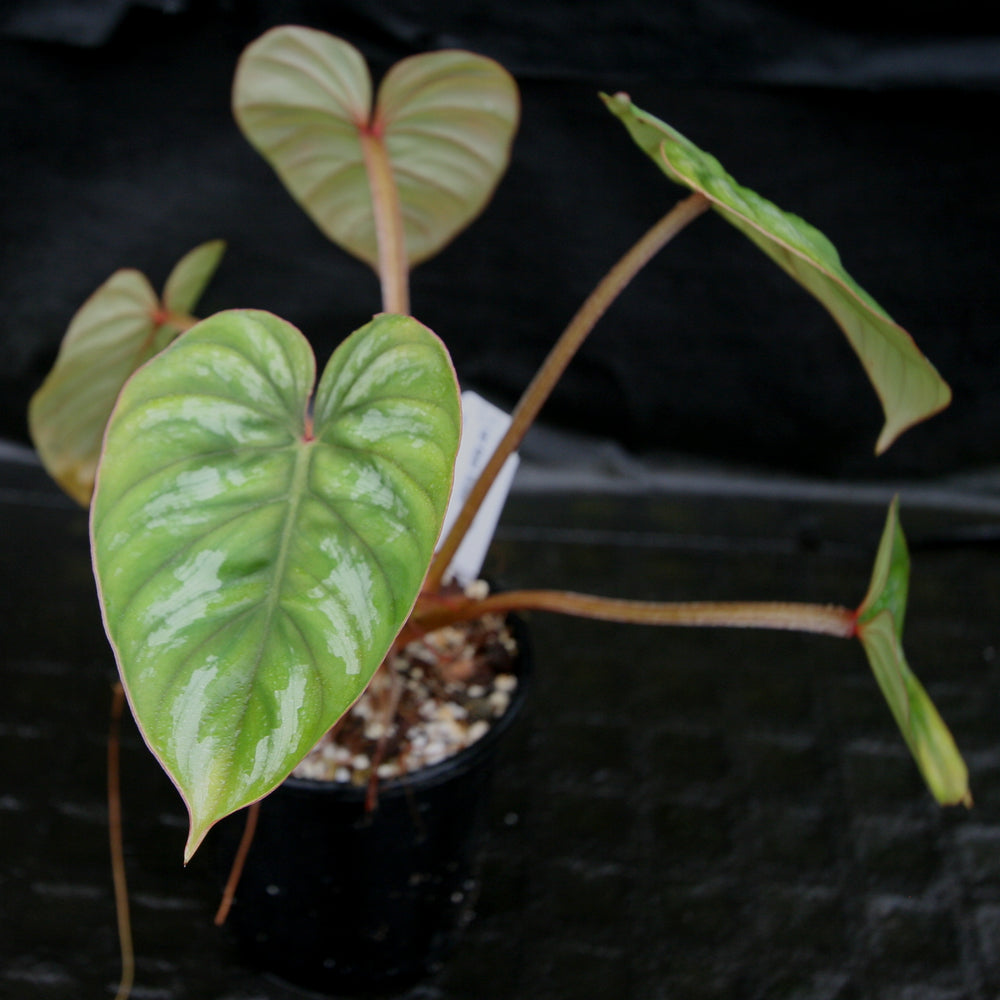 
                      
                        Philodendron mamei var Karol Villena
                      
                    