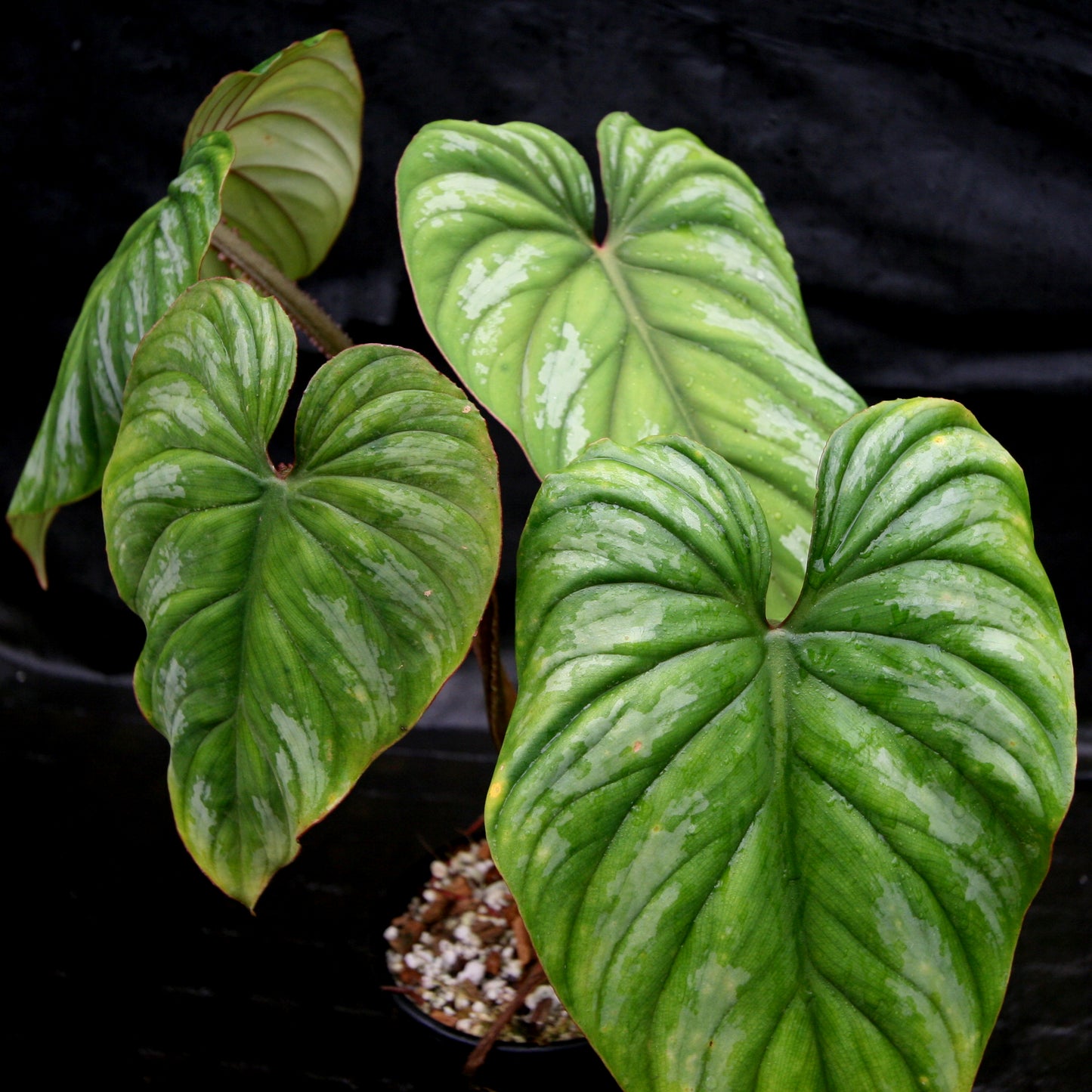 philodendron chichimayensis Philodendron mamei var Karol Villena – Carnivero