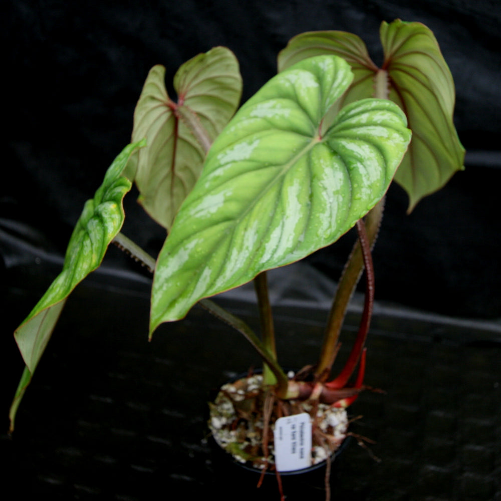 
                      
                        Philodendron mamei var Karol Villena
                      
                    