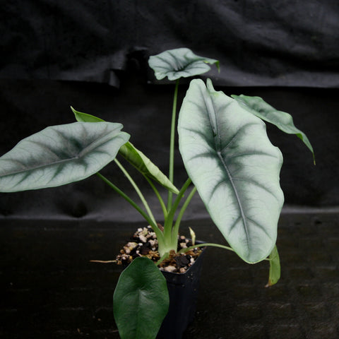 Alocasia reversa plant with large pale silvery green leaves in a small pot