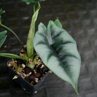 Alocasia reversa