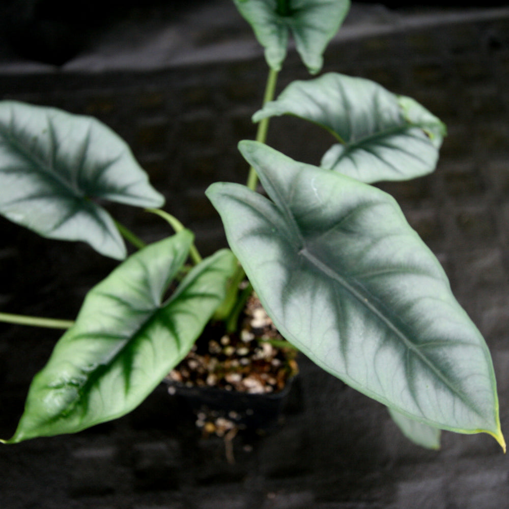 
                      
                        Alocasia reversa
                      
                    