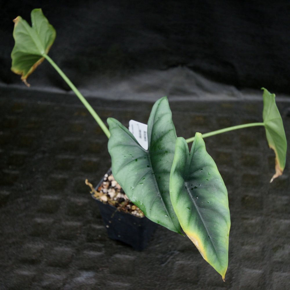 
                      
                        Alocasia reversa
                      
                    