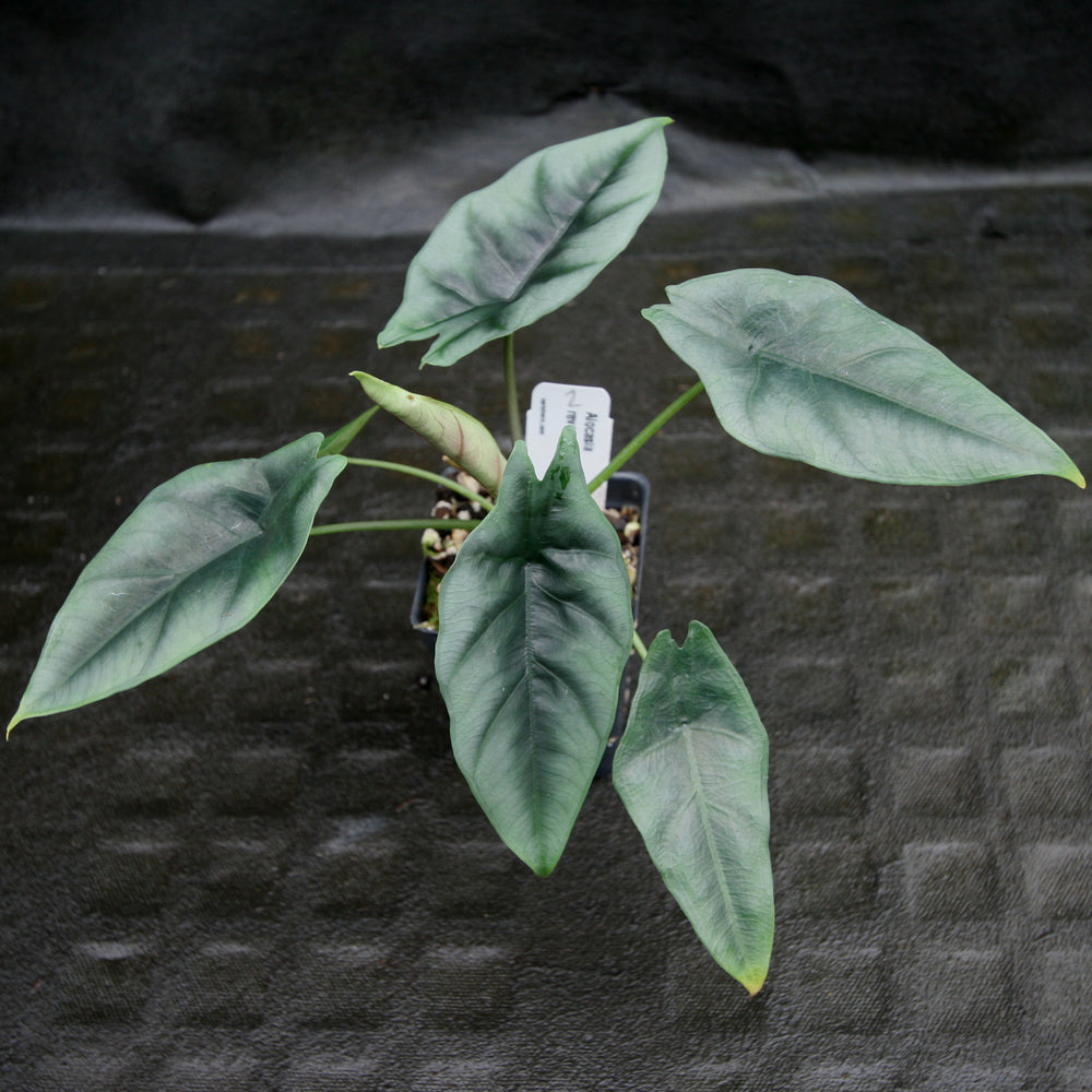 
                      
                        Alocasia reversa
                      
                    