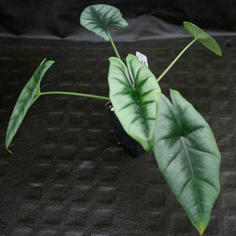 
                      
                        Alocasia reversa
                      
                    