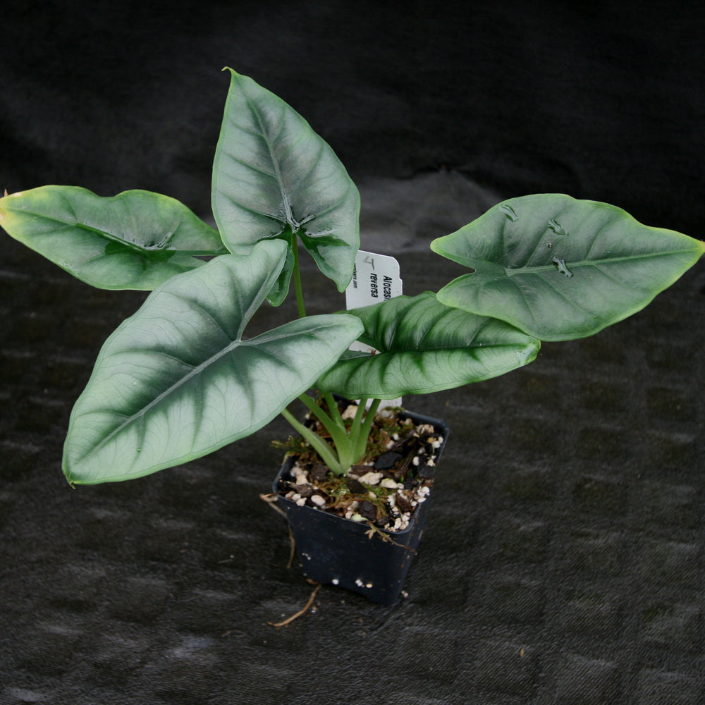 
                      
                        Alocasia reversa
                      
                    