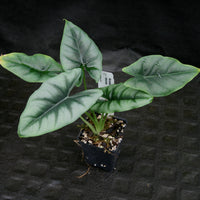 Alocasia reversa