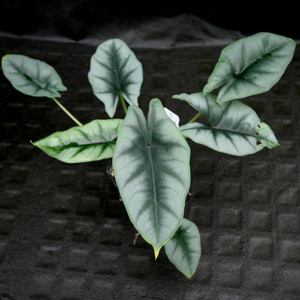 
                      
                        Alocasia reversa
                      
                    