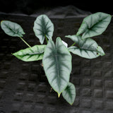 Alocasia reversa