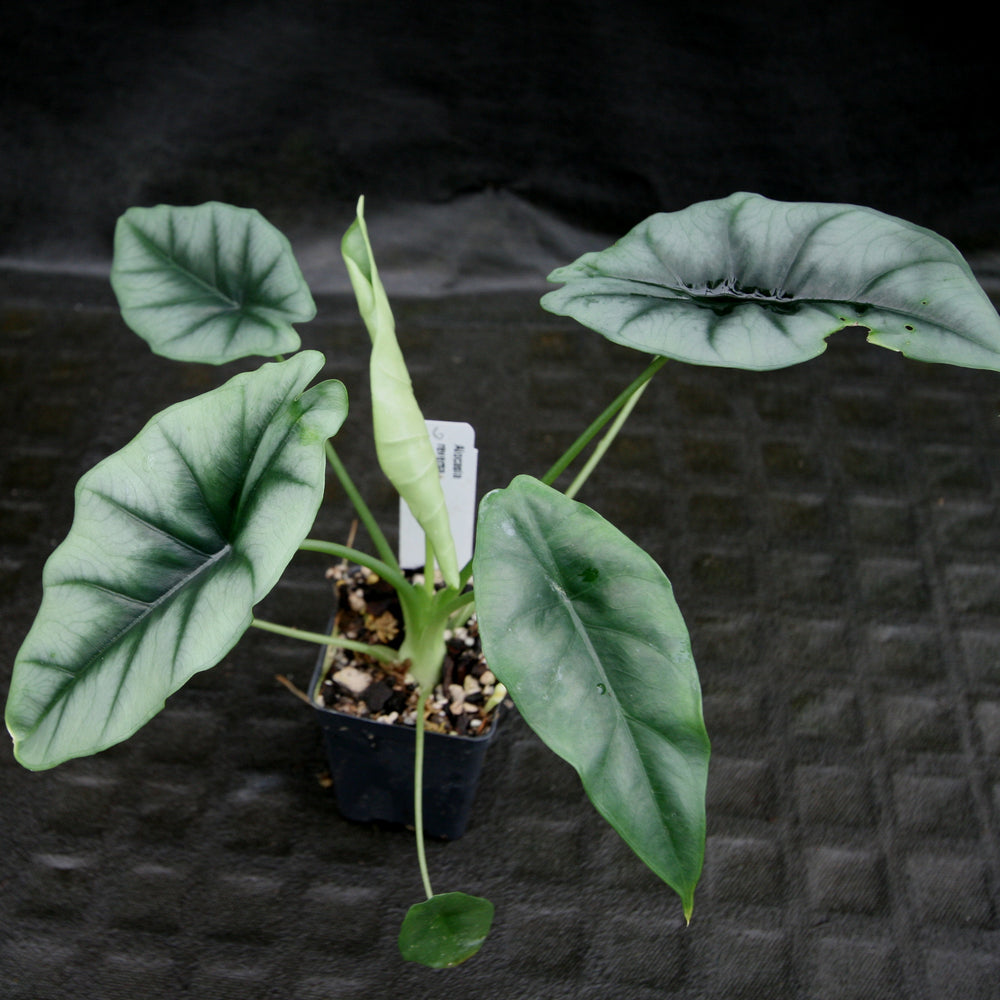 
                      
                        Alocasia reversa
                      
                    