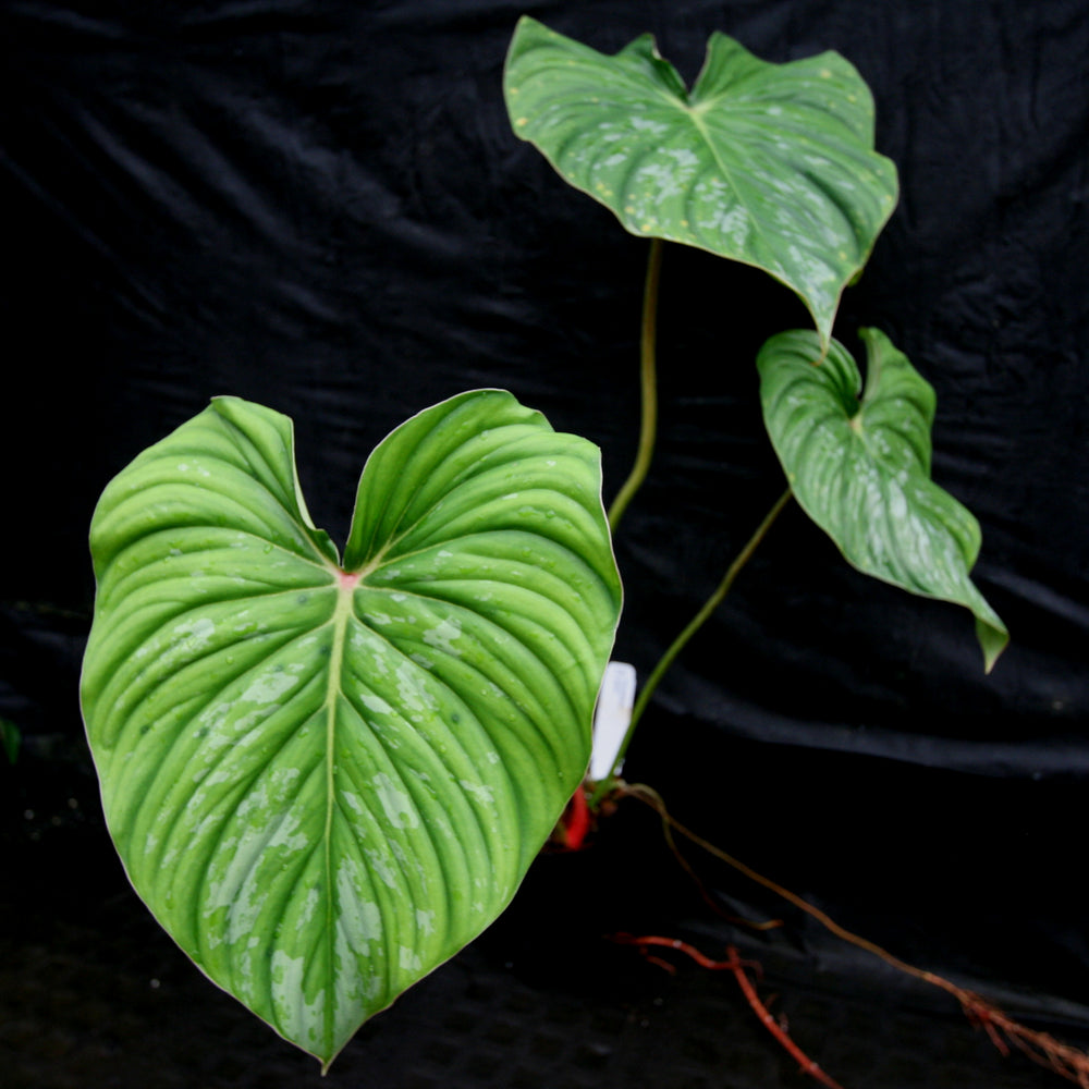 
                      
                        Philodendron sodiroi aff
                      
                    