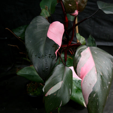 Philodendron Pink Princess with dark green leaves showing pink variegation