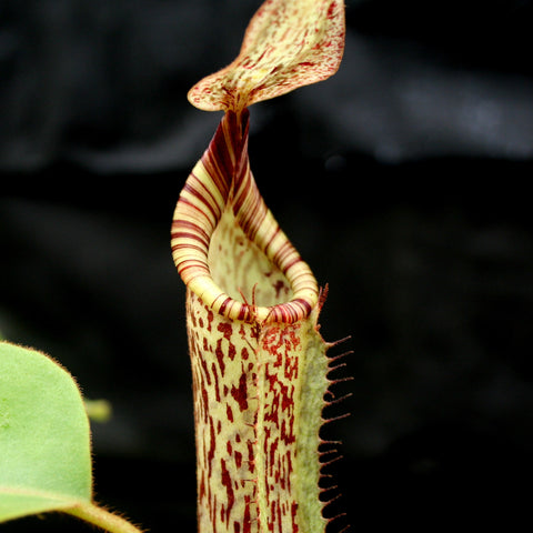 Close-up of Nepenthes tiveyi x veitchii x vogelii pitcher with pale yellow green body red speckles and striped peristome.