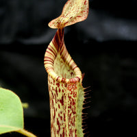 Nepenthes (tiveyi x veitchii) x vogelii  - CAR-0026