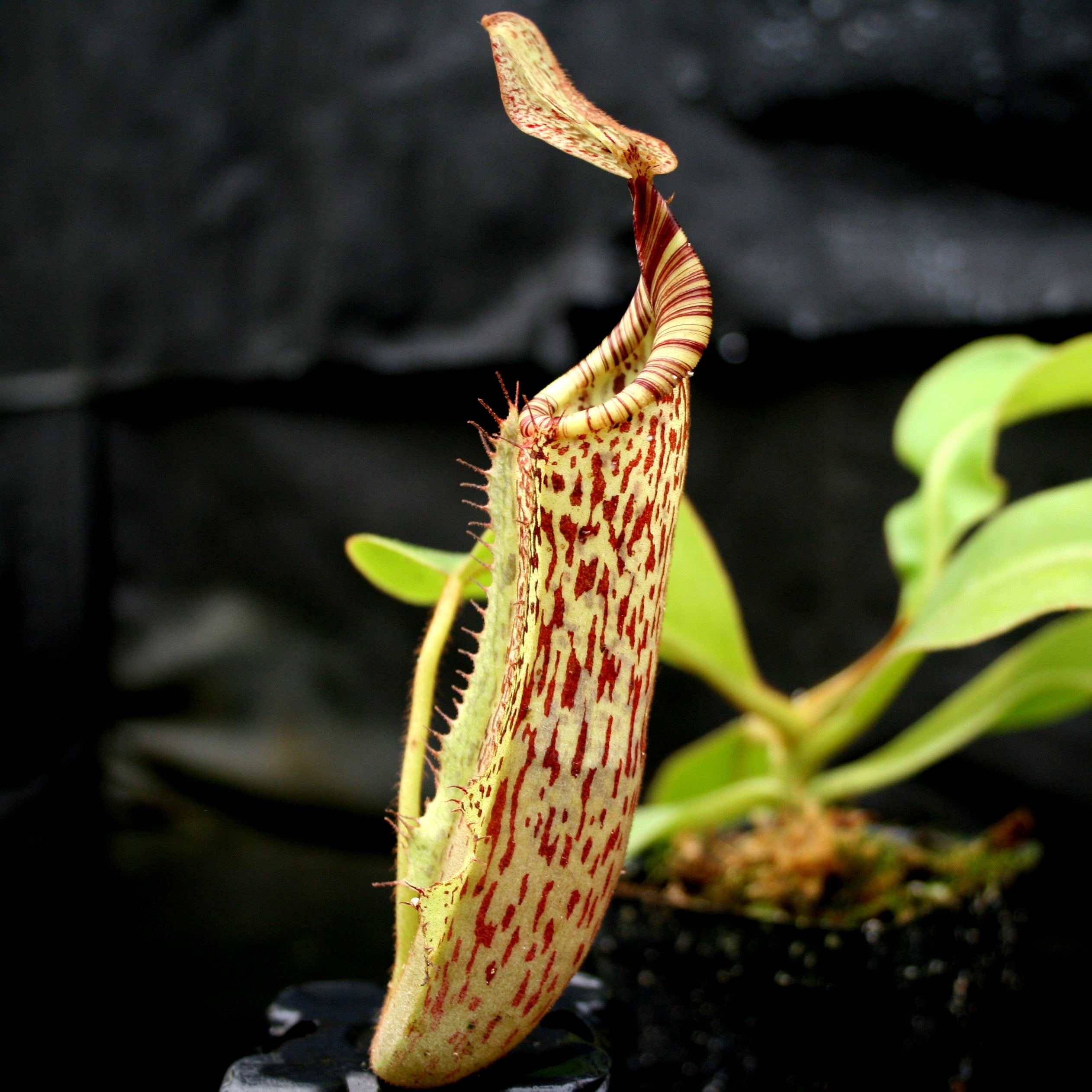 Nepenthes (tiveyi x veitchii) x vogelii - CAR-0026 – Carnivero