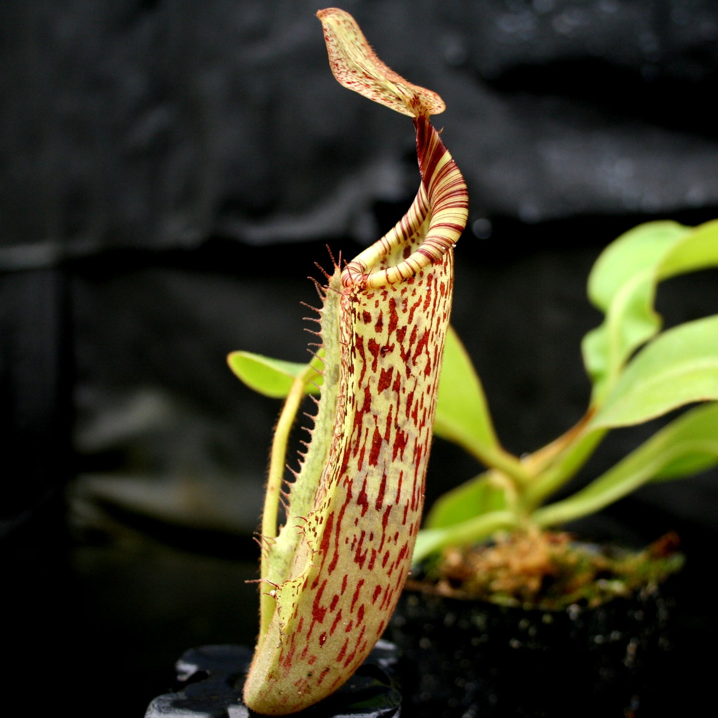 Nepenthes (tiveyi x veitchii) x vogelii  - CAR-0026