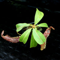 Nepenthes (tiveyi x veitchii) x vogelii  - CAR-0026