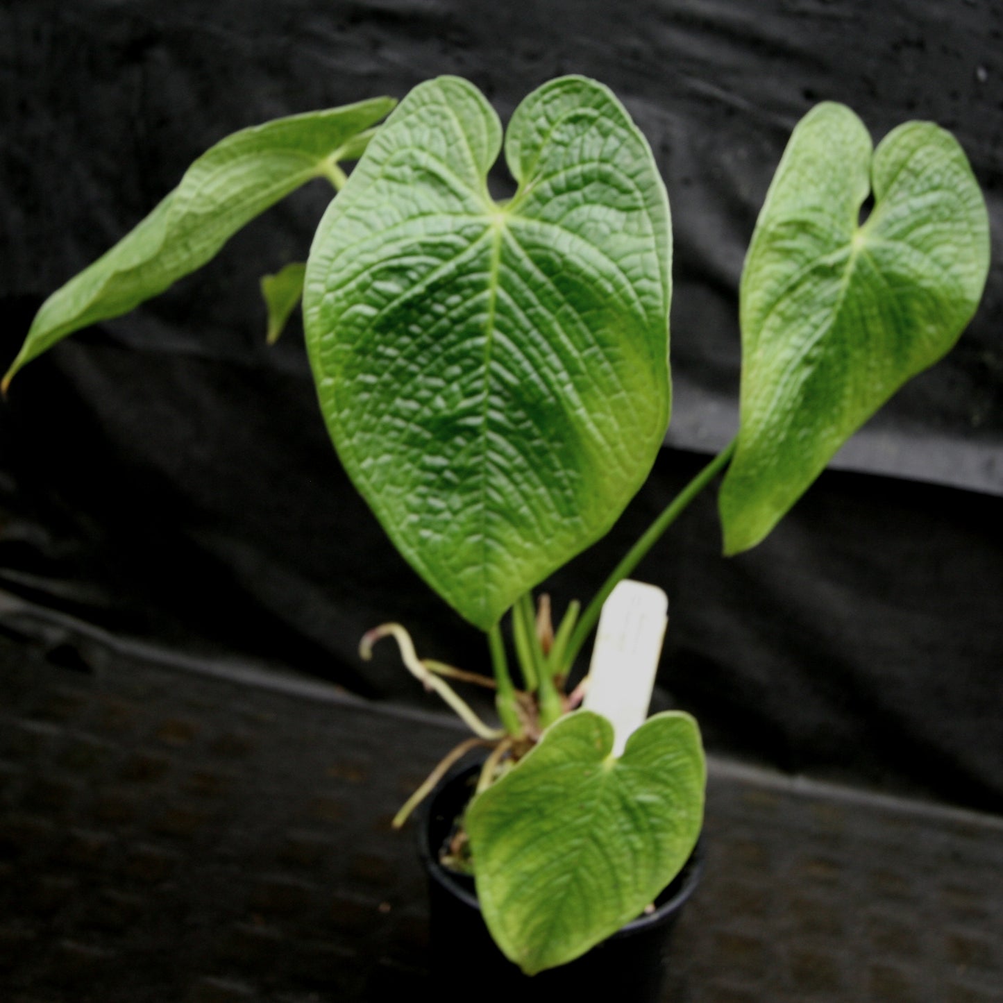 anthurium rugulosum for sale Anthurium rugulosum – Carnivero