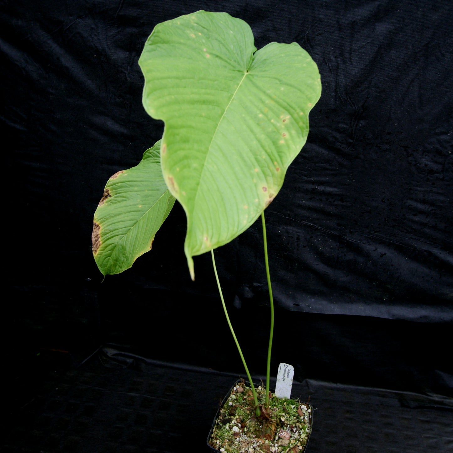anthurium rugulosum for sale Anthurium rugulosum – Carnivero