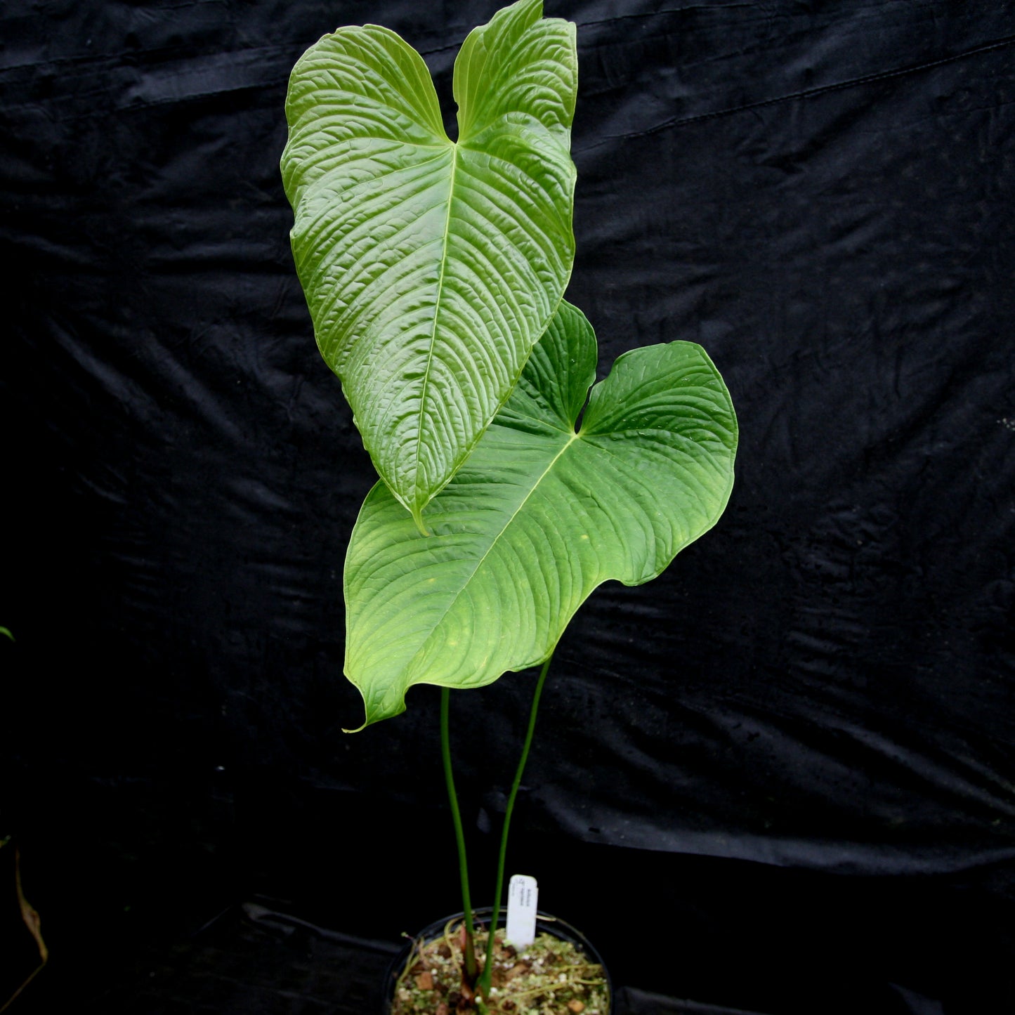 anthurium urbanii Anthurium rugulosum – Carnivero