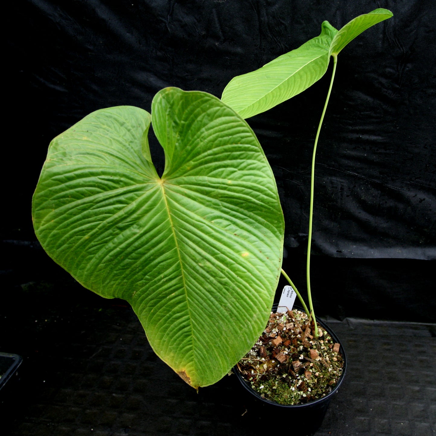 anthurium rugosum Anthurium rugulosum – Carnivero