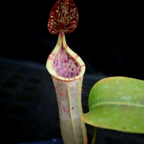Close up of Nepenthes veitchii JB x campanulata pitcher with pale yellow tube and red striped rim and speckled lid against dark background