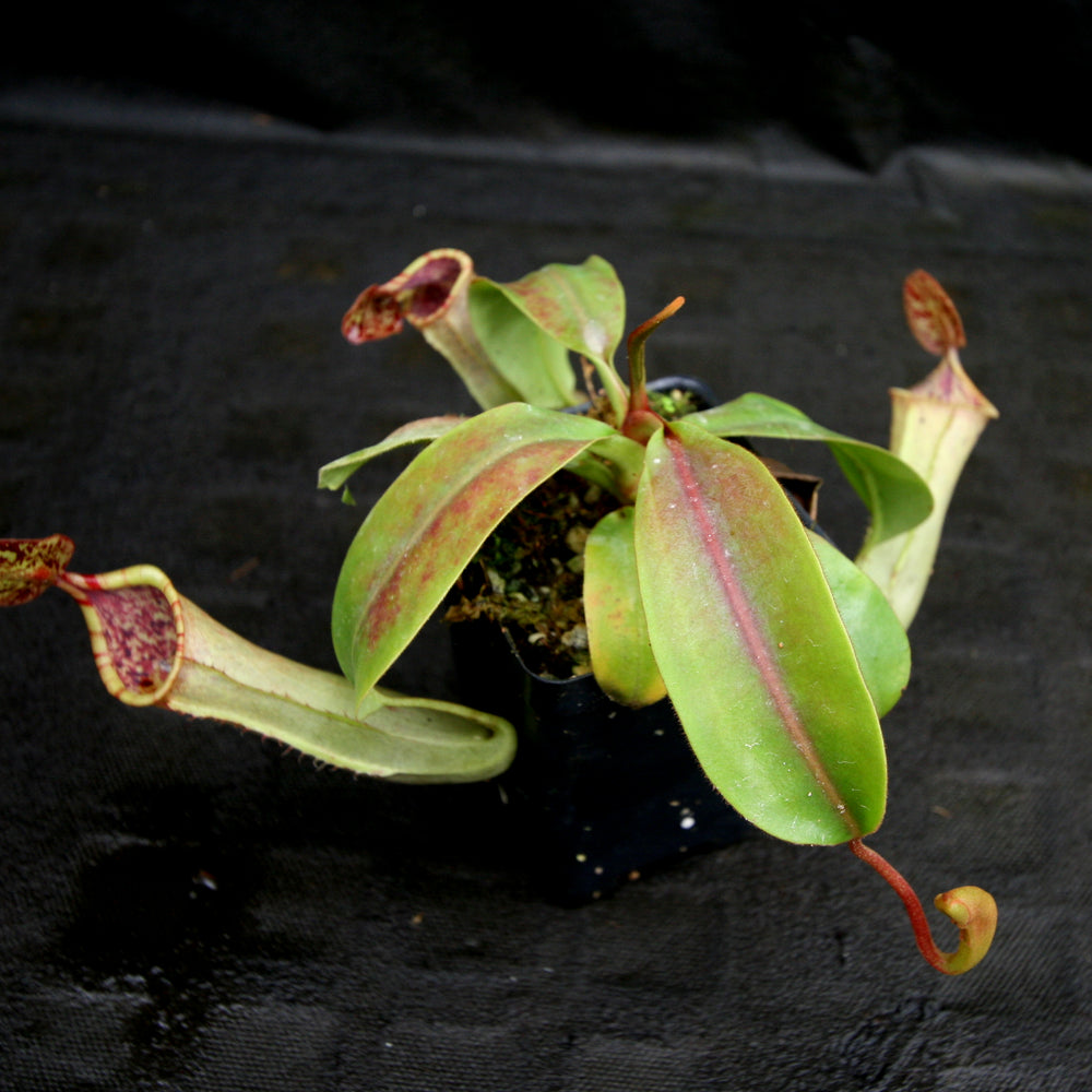 
                      
                        Nepenthes veitchii JB x campanulata, CAR-0176
                      
                    