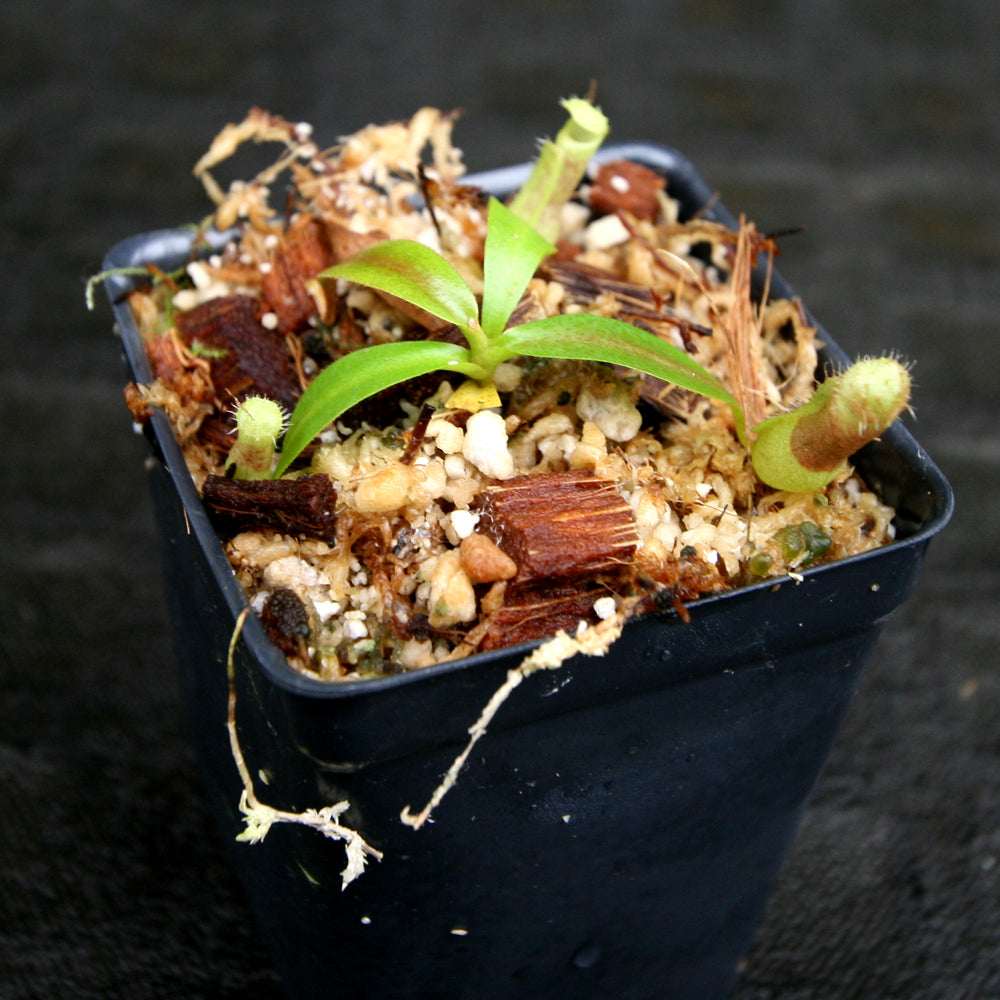 
                      
                        Nepenthes veitchii JB x campanulata, CAR-0176
                      
                    