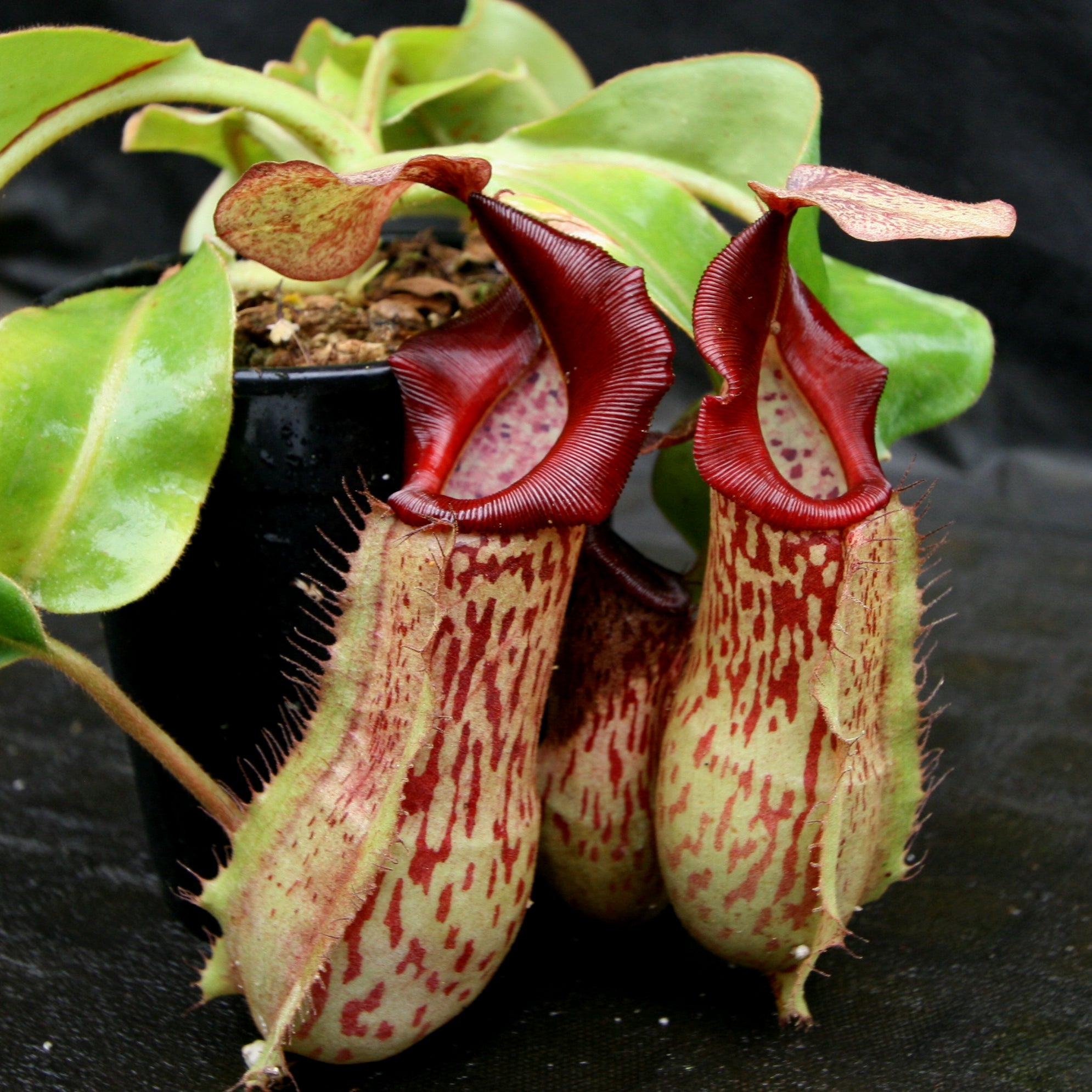 Nepenthes veitchii JB x (spathulata x truncata), CAR-0177 – Carnivero