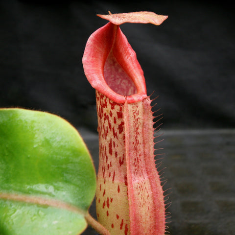 Close-up of a red Nepenthes veitchii JB x (spathulata x truncata) pitcher with a pink hood and speckled tube.