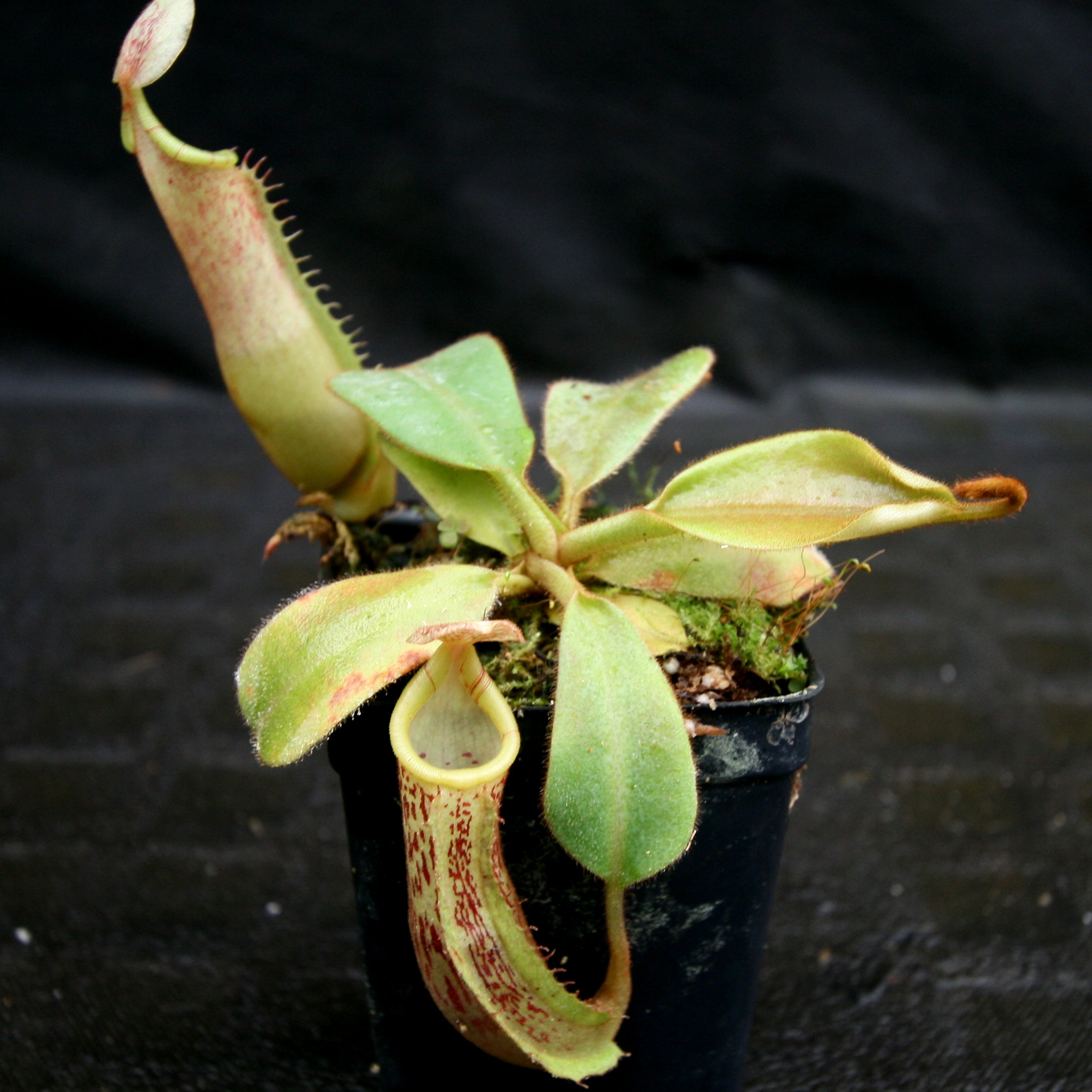 Nepenthes veitchii JB x (spathulata x truncata), CAR-0177 – Carnivero
