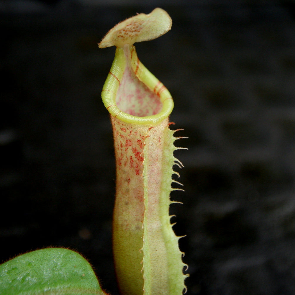 
                      
                        Nepenthes veitchii JB x (spathulata x truncata), CAR-0177
                      
                    