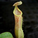 Nepenthes veitchii JB x (spathulata x truncata), CAR-0177
