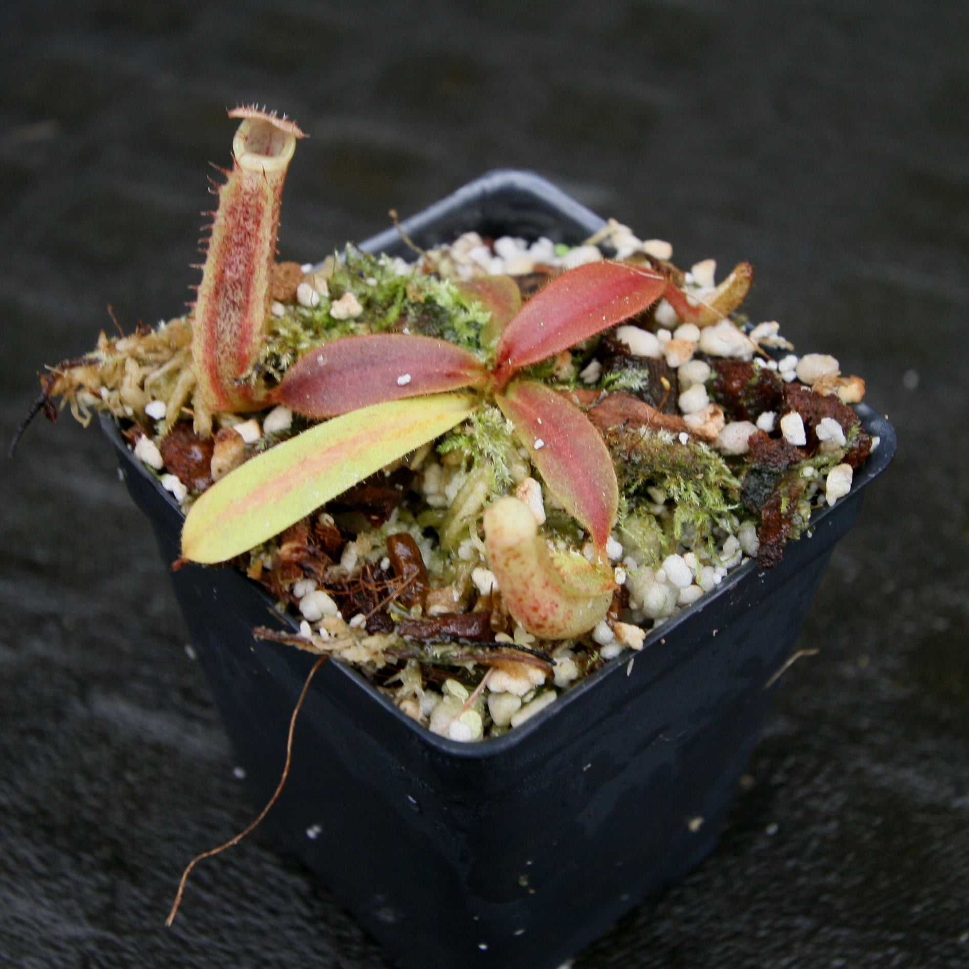 Nepenthes veitchii JB x (spathulata x truncata), CAR-0177 – Carnivero