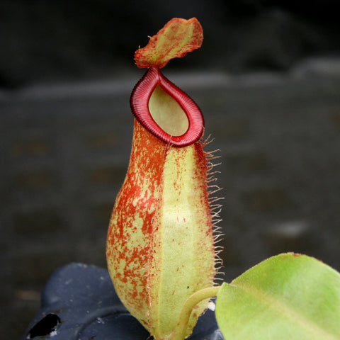 Close up of Nepenthes spathulata x ampullaria BE-4073 pitcher with pale yellow body, red speckling and bright red peristome.