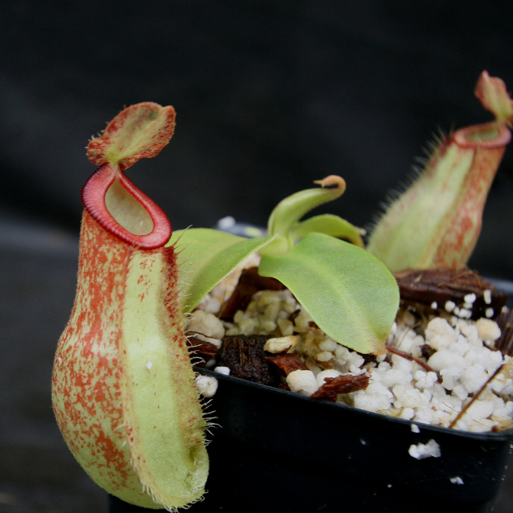 
                      
                        Nepenthes spathulata x ampullaria, BE-4073
                      
                    