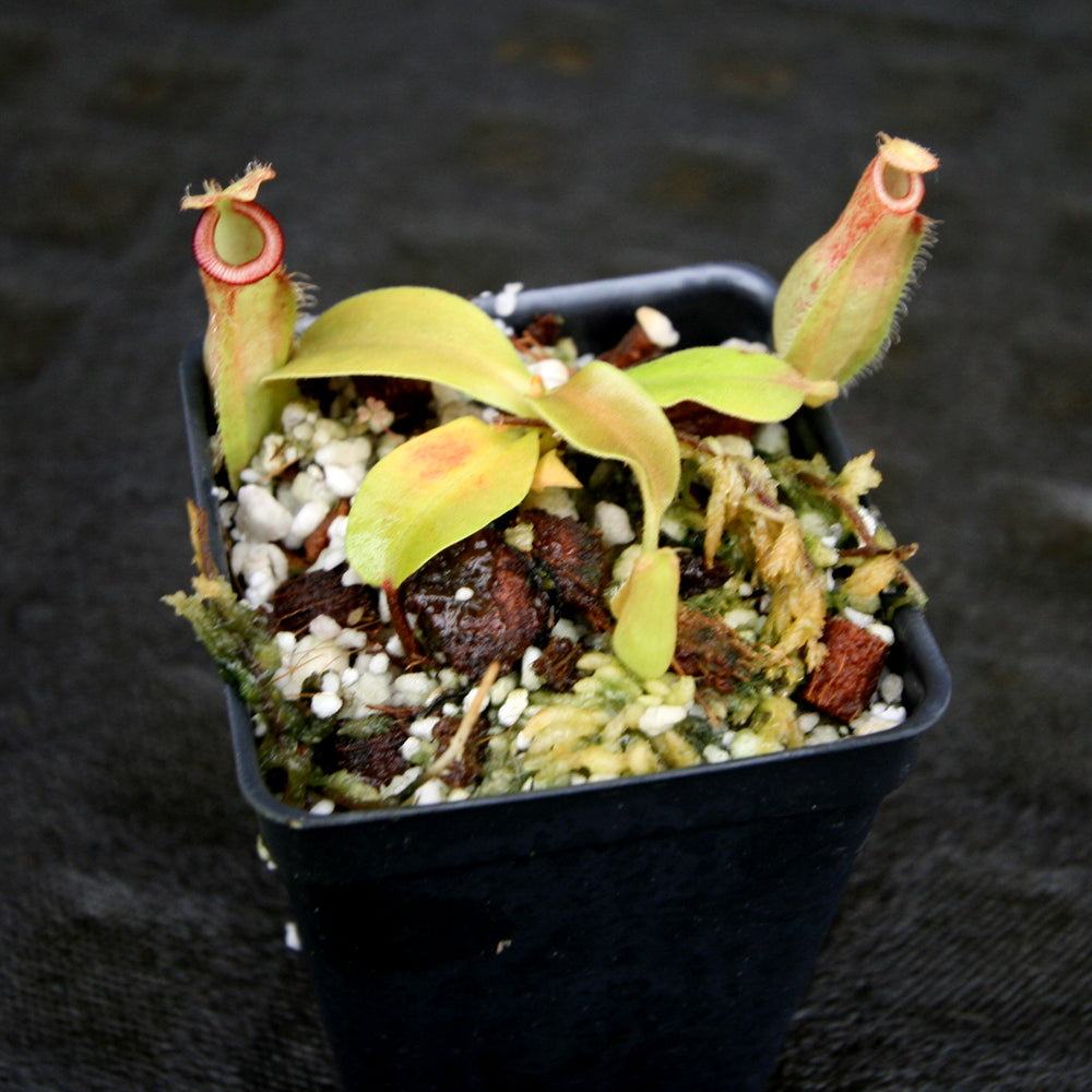 
                      
                        Nepenthes spathulata x ampullaria, BE-4073
                      
                    