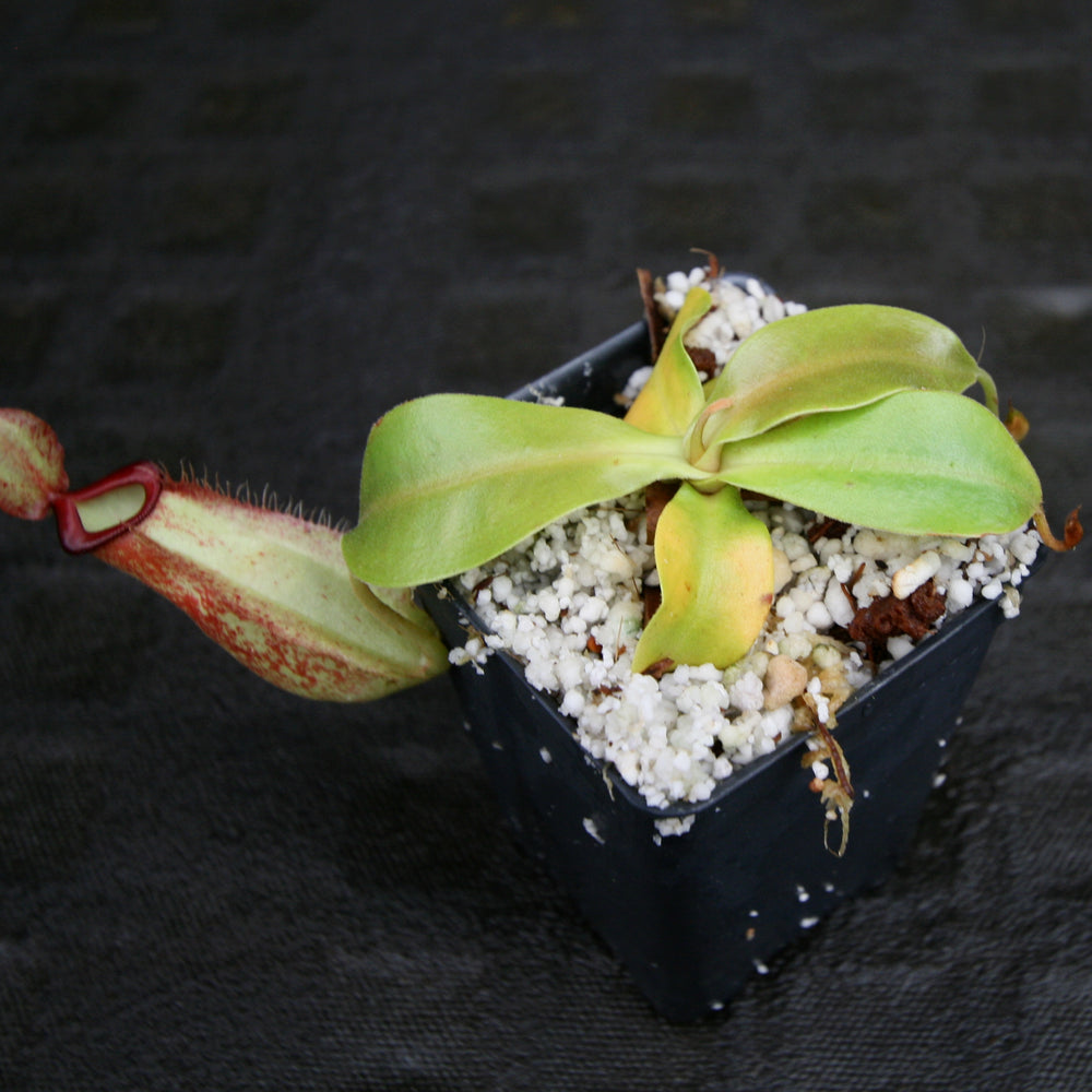 
                      
                        Nepenthes spathulata x ampullaria, BE-4073
                      
                    