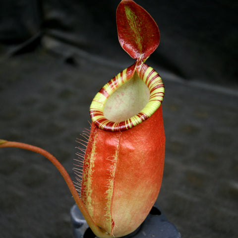Nepenthes ampullaria cross spectabilis talangensis BE-3738 red pitcher with green interior and striped rim
