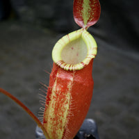 Nepenthes ampullaria x (spectabilis x talangensis), BE-3738