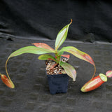Nepenthes ampullaria x (spectabilis x talangensis), BE-3738