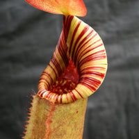 Nepenthes (veitchii x lowii) x robcantleyi, BE-3841