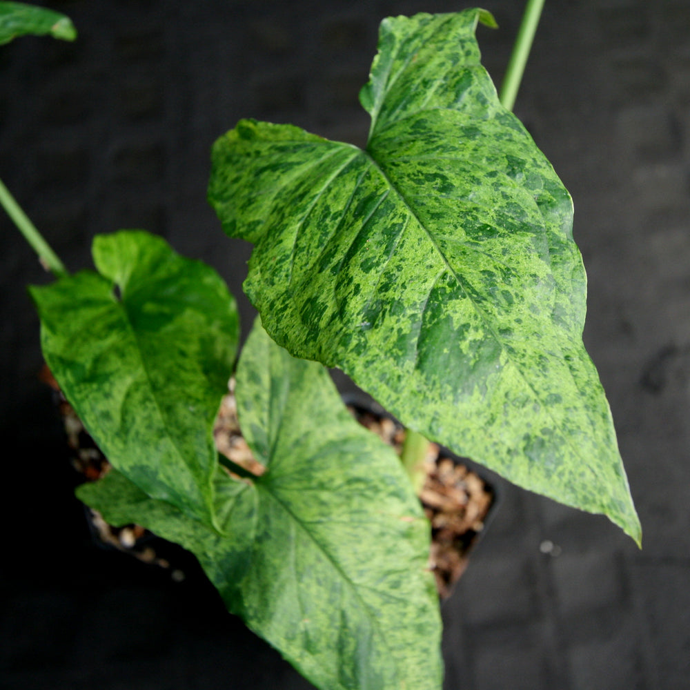 
                      
                        Syngonium Mojito
                      
                    