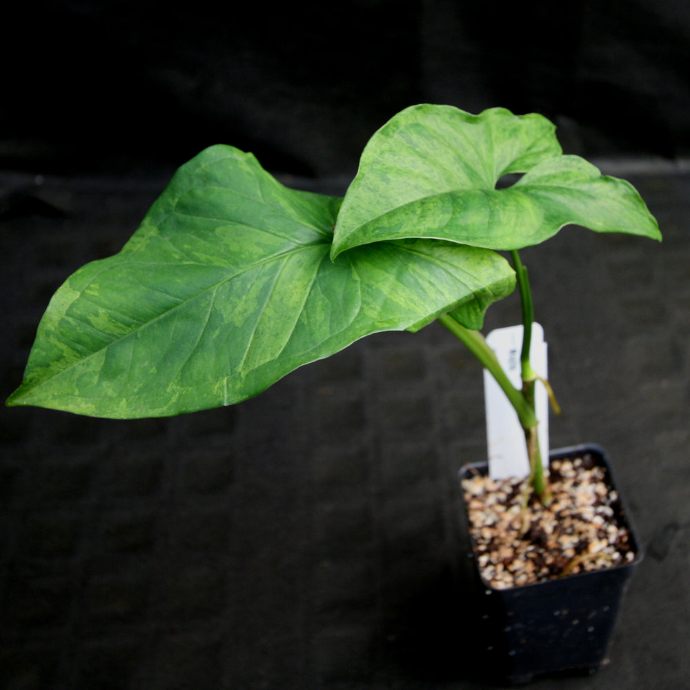 
                      
                        Syngonium Mojito
                      
                    