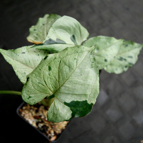 Top view of Syngonium Green Splash leaves with pale green variegation and dark green speckles